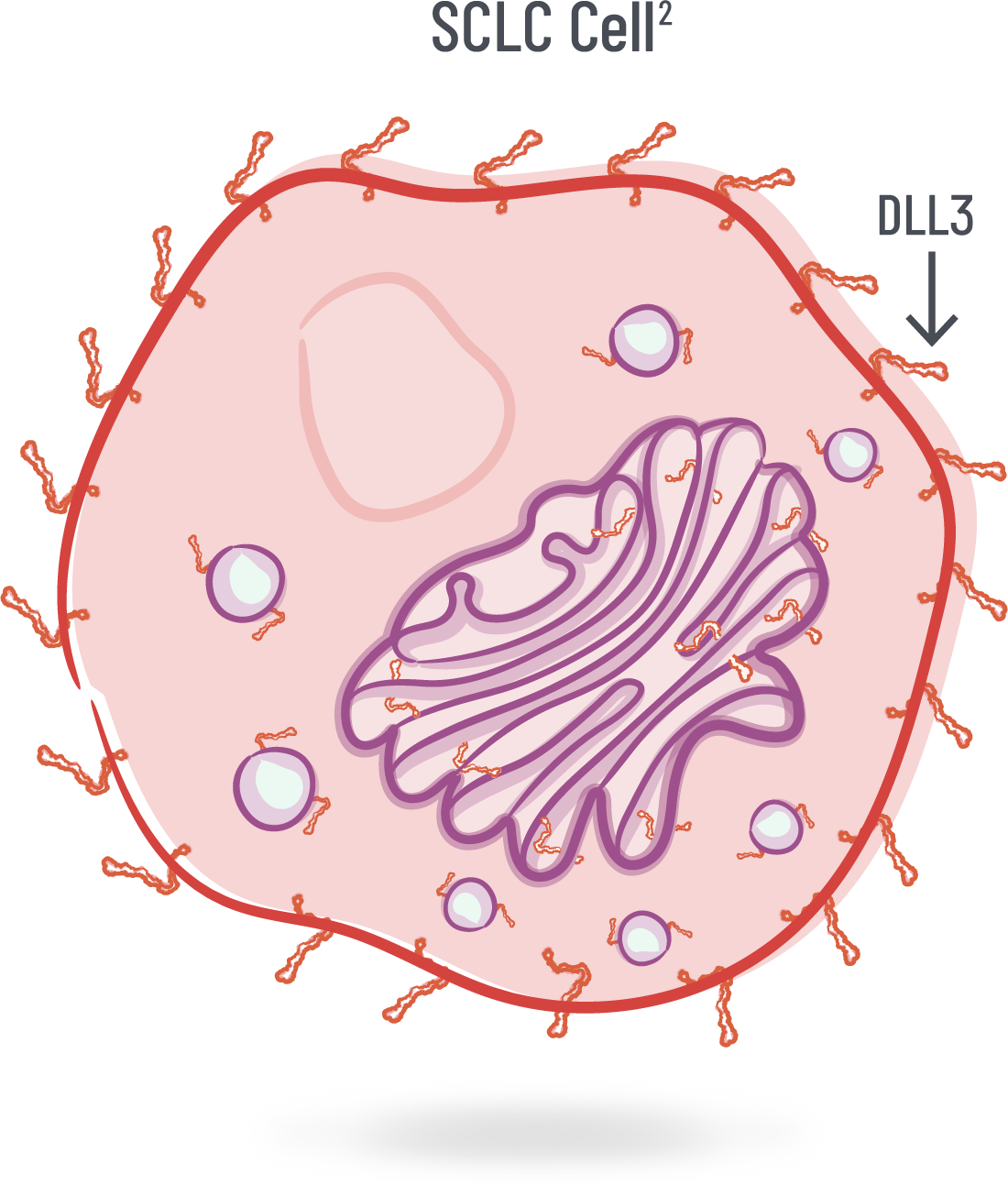 small cell lung cancer cell