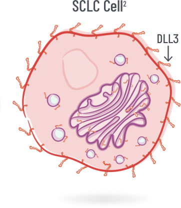 small cell lung cancer cell