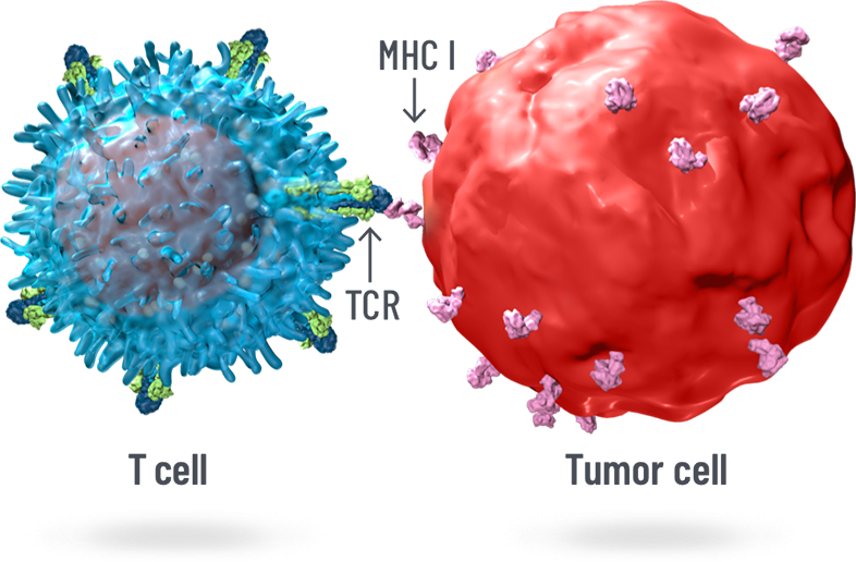 T-cell and tumor cell