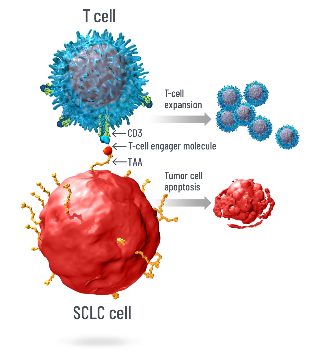 Investigational DLL3 & TCell Engager Technology for SCLC DLL3