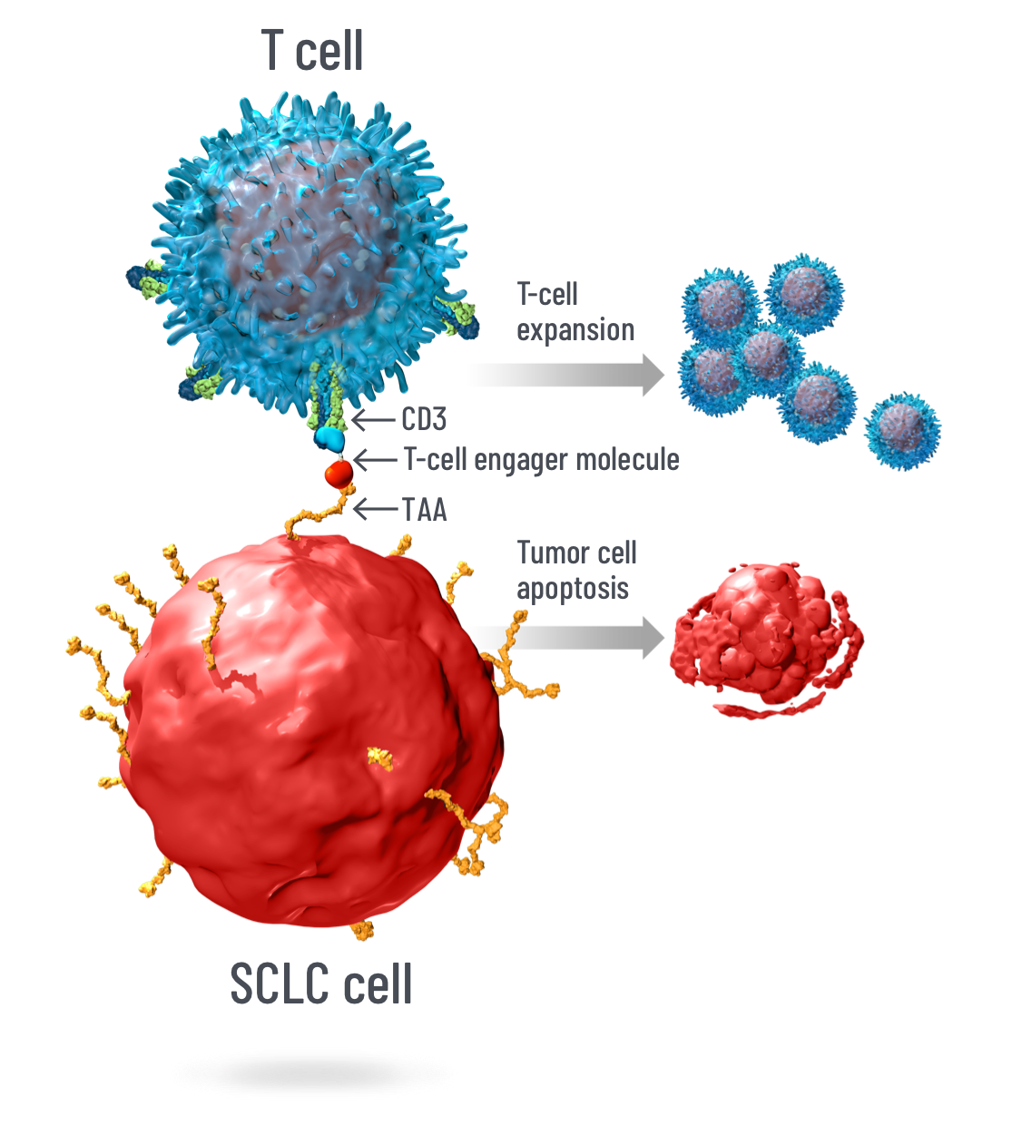 Investigational T-cell engagers targeting DLL3 expressing tumor cells